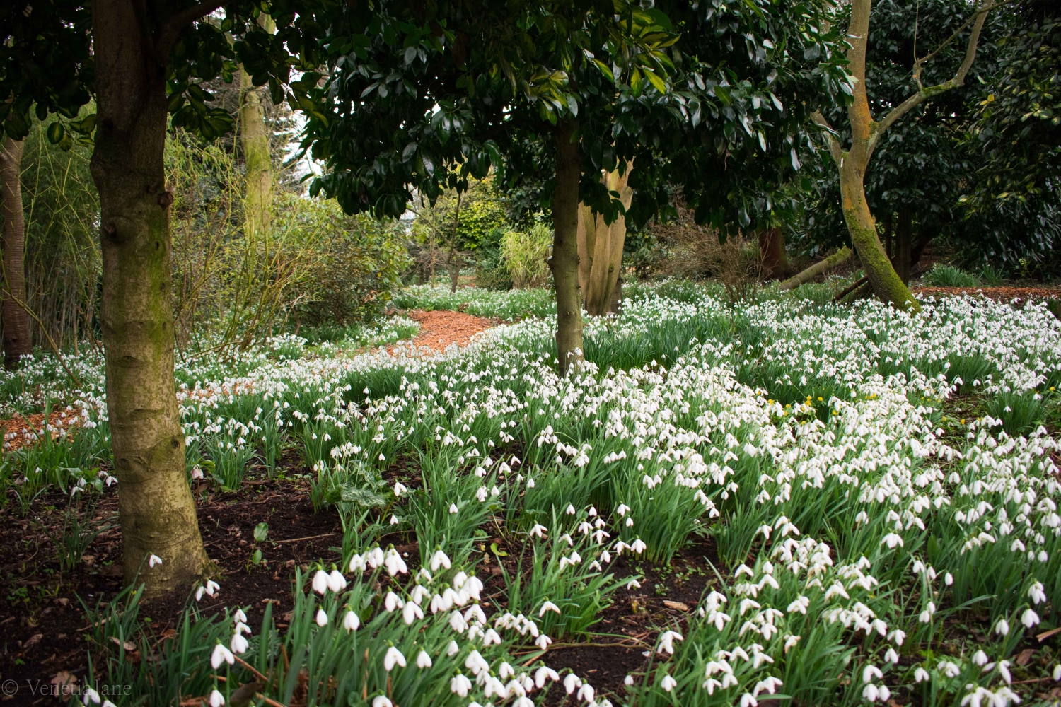 King's Arms Garden, Ampthill, Bedfordshire, MK45 2PP National Garden